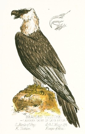 Bearded Vulture Illustration