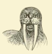Small Walrus Drawing
