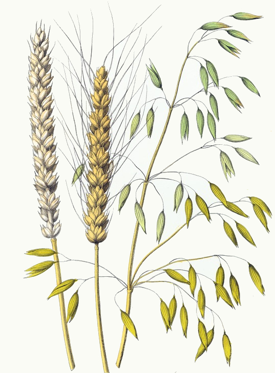 Wheat & Oats