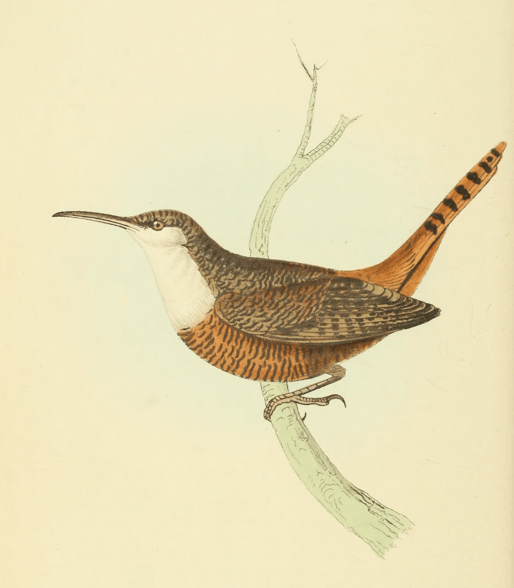 white-breasted-wren