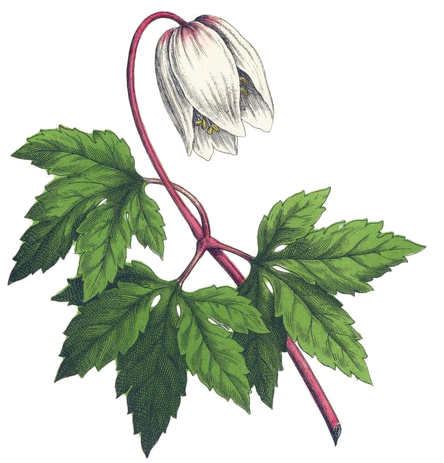 Wood Anemone Botanical Print