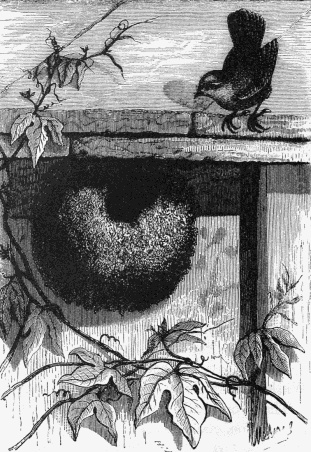 Wren's  Nest