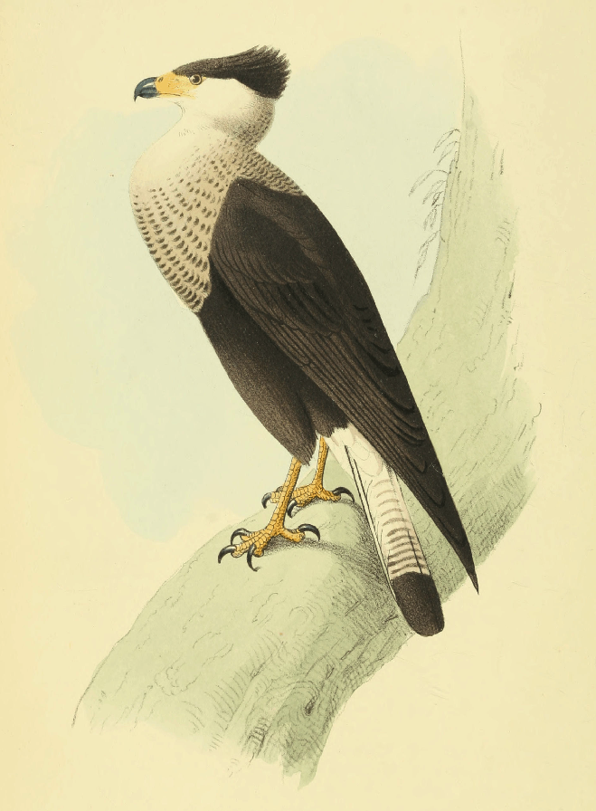 Brazilian crested eagle