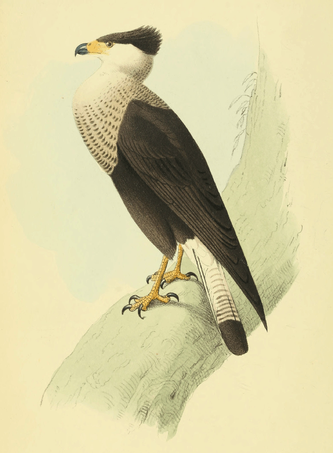 Brazilian Eagles
