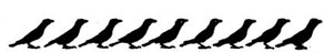 Black Bird Border Image