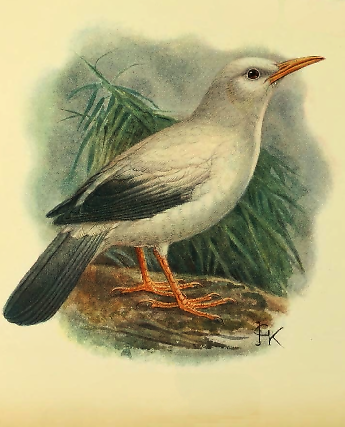 white bird - necropsar rodericanus