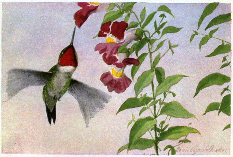 ruby-throated hummingbird