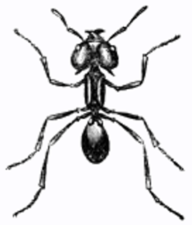 brazilian-umbrella-ant