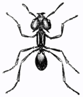 Brazilian Umbrella Ant Drawing - ReusableArt.com