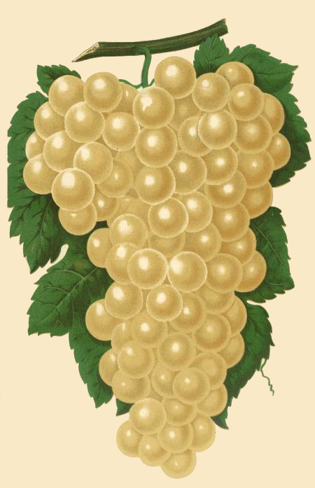 diamond white grapes drawing