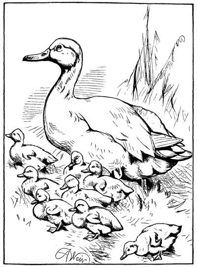 mama duck