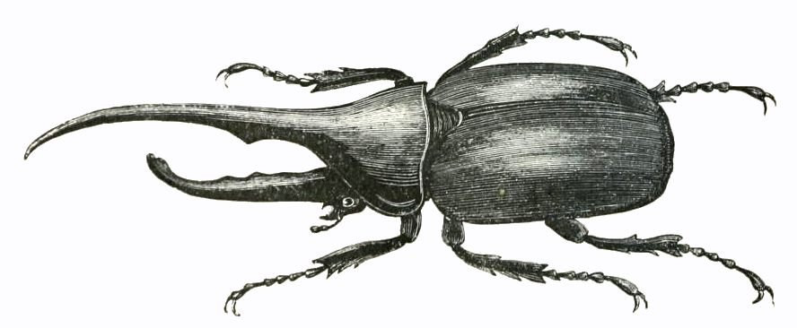 Hercules beetle drawing