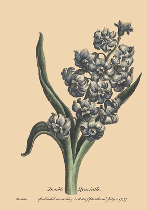 hyacinth flower