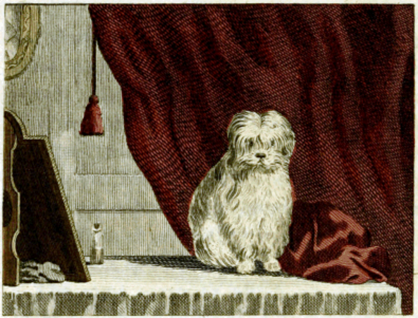 vintage maltese dog drawing