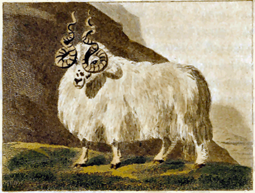 wallachian-sheep