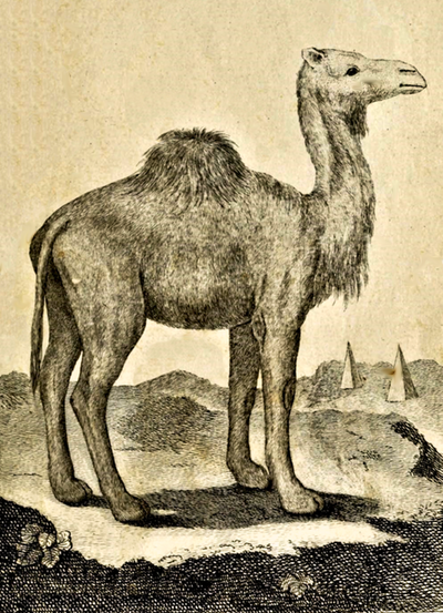 camel portrait