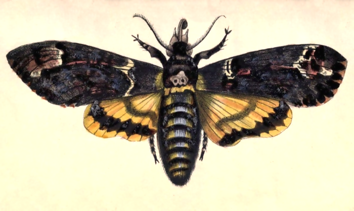 deaths head hawkmoth drawing