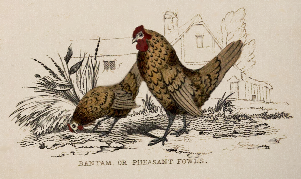 bantam chickens or pheasant fowls