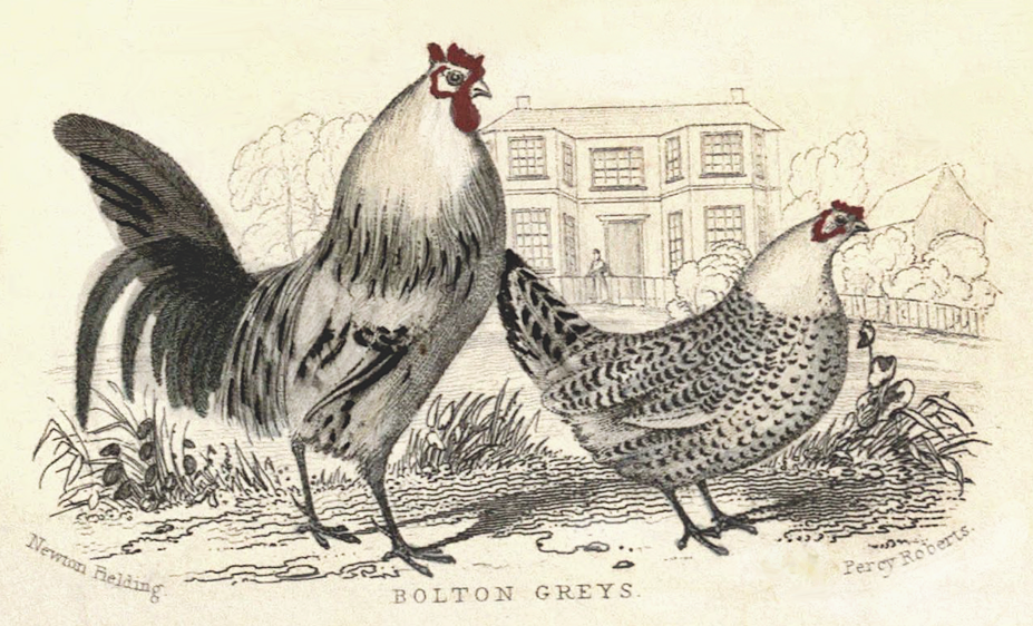 bolton grey chicken drawing