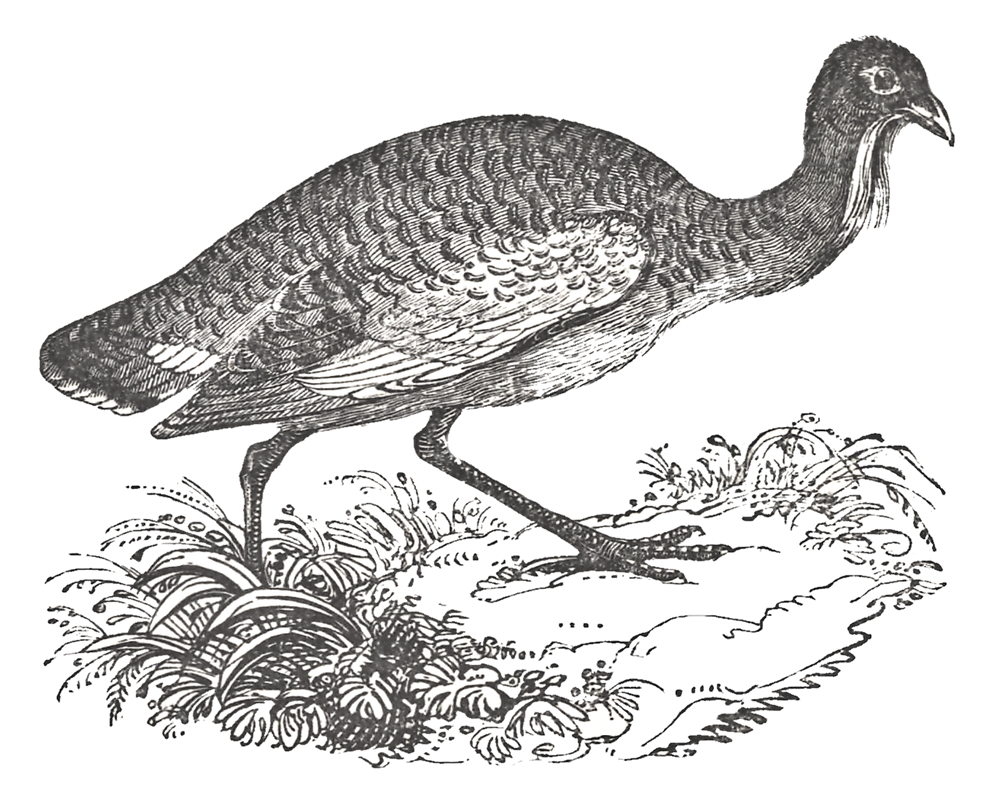 bustard