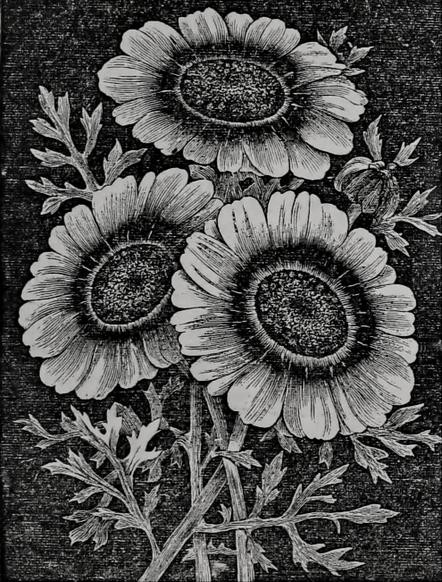 black and white chrysanthemums