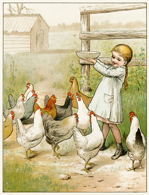 girl feeding chickens