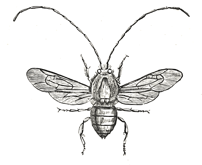 ctenioschelus latreillii