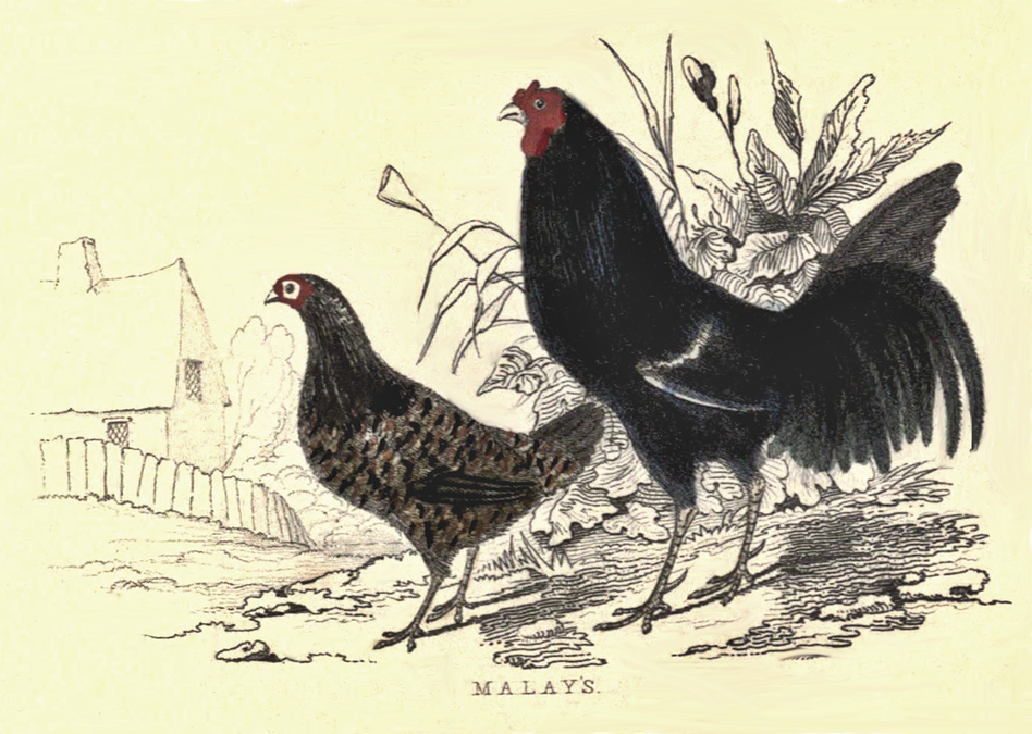 malay chickens illustration