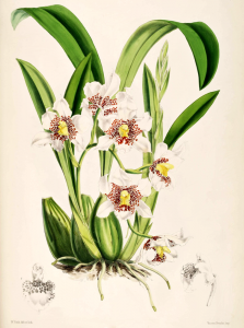 odontoglossum nebulosum