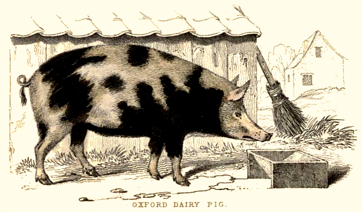 oxford-dairy-pig-drawing