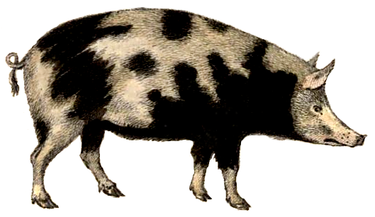 oxford-dairy-pig
