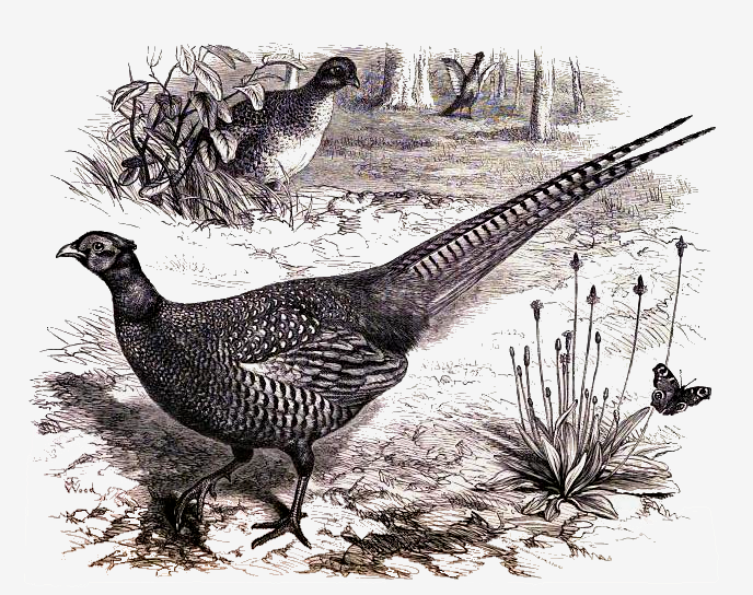 common pheasants drawing by wood