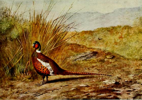 pine-mongolian-pheasant