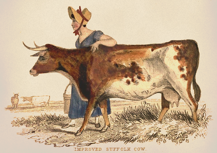 brown and white cow drawing