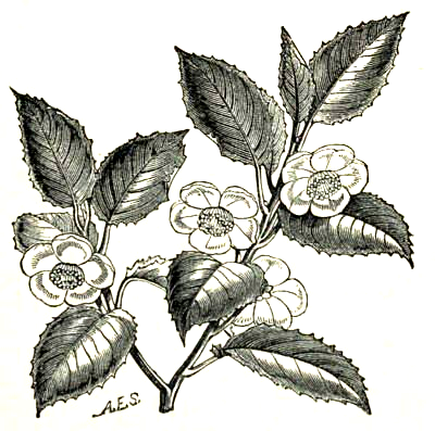 tea plant drawing