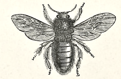 violet carpenter bee drawing