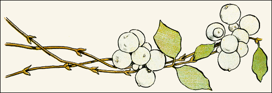white-berries
