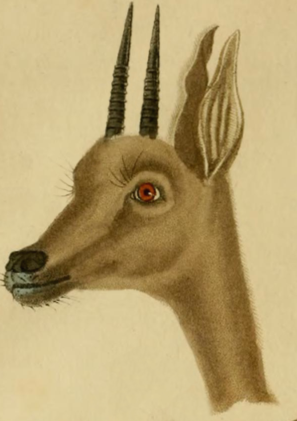 brown antelope drawing