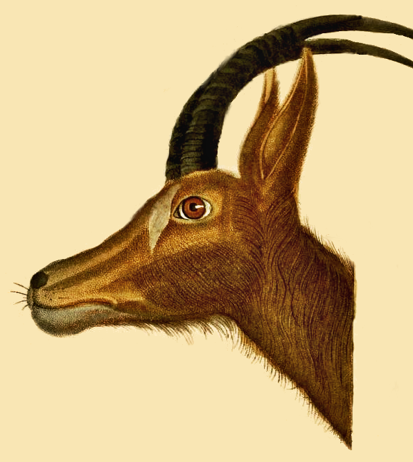 antelope head drawing