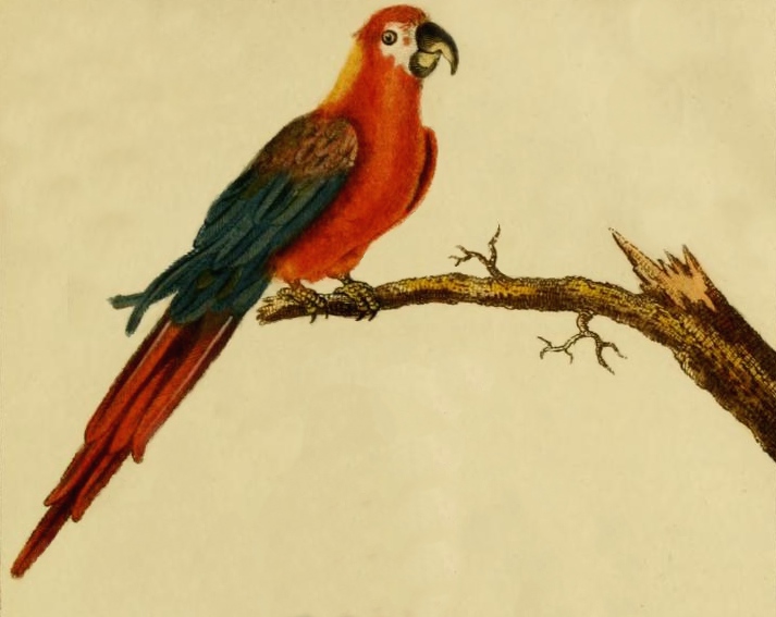 cuban macaw parrot drawing