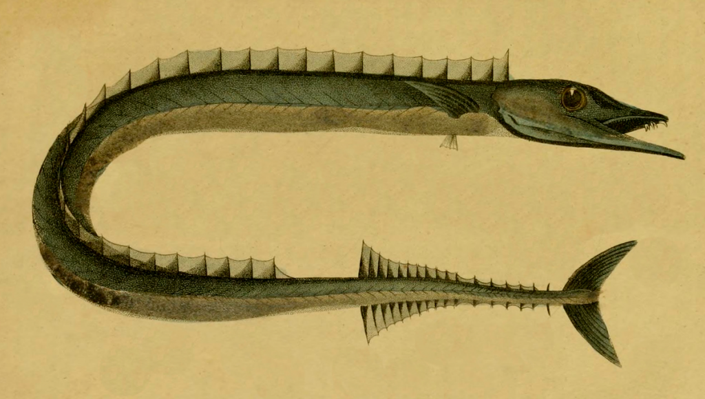 long green fish drawing - possibly a gar