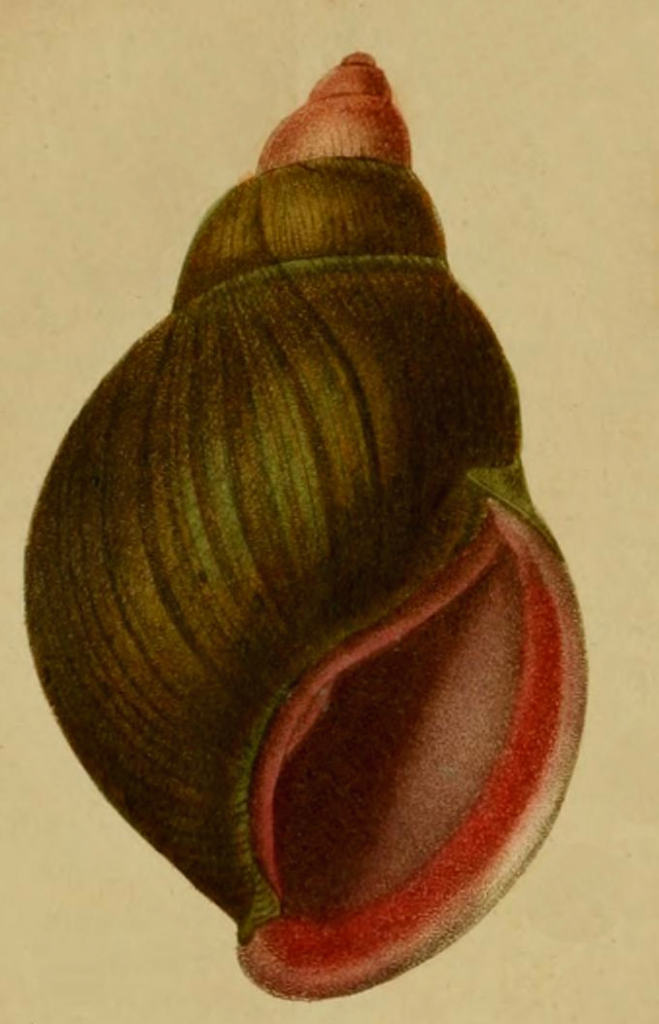 land snail shell