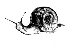 snail image