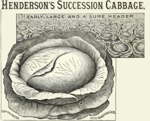 cabbages