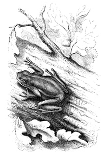 tree frog drawing