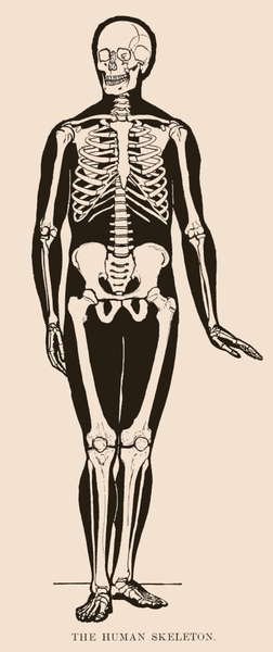 human skeleton drawing