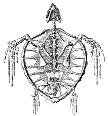 turtle skeleton