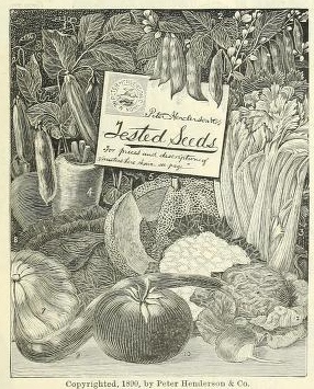 vegetables drawing