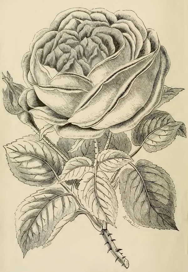 large rose drawing