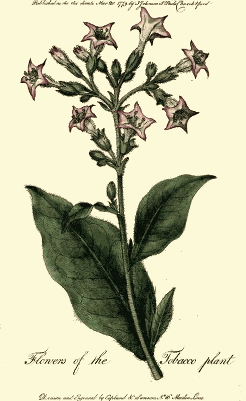 tobacco-plant
